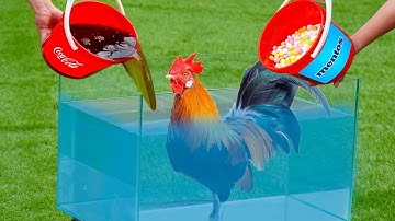 Experiment Chicken vs 1000 Mentos vs Coca Cola Under Water!