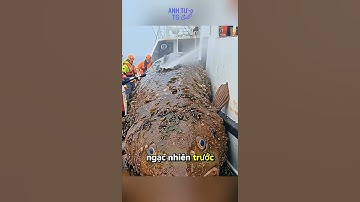 [P.1] Ngư dân bắt được cá khổng lồ và phát hiện báu vật trong bụng con cá #shorts