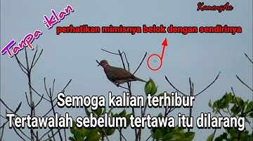Tahan tawamu jika melihat video BERBURU BURUNG TEKUKUR yang sangat melimpah tetapi melahoy semua