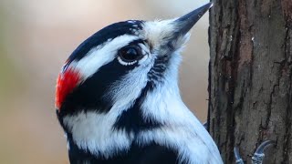 Downy woodpecker call / song / sounds | Bird