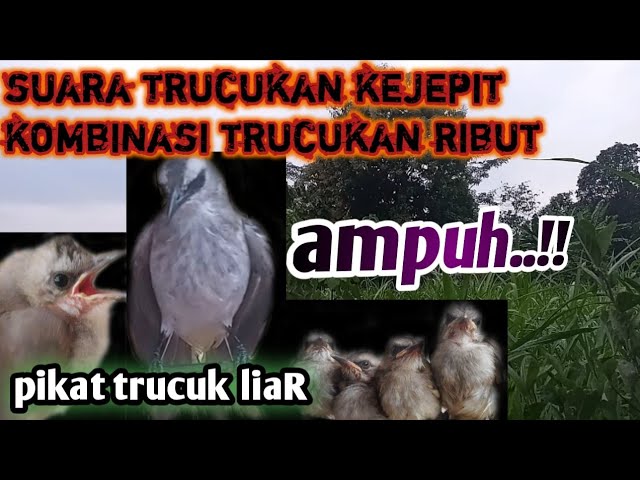 suara pikat ampuh trucukan.trucuk KEJEPIT kombinasi trucuk dewasa. class=