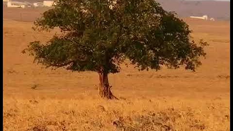 إِذَا السَّمَاءُ انْفَطَرَتْ للقارئ ماجد العويري