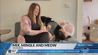 Monroe attorney makes a case for her nonprofit cat café