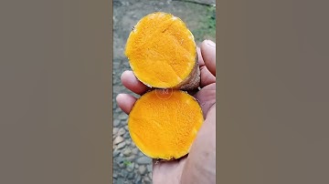 Manfaat rutin minum air rebusan temulawak #manfaat #trendingshorts #herbal