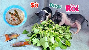 Bất Ngờ Hớt Được Hàng Trăm Con Xộp Ở Ao Cá Koi Và Lợn Ỉn Đã Cho Sờ / Quế Nghịch