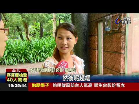 派翠克掰掰!無尾熊元老來台17年過世