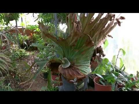 Vídeo: Selecció De Varietats I Cultiu De Cireres En Dachas I En Jardineria