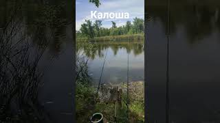 Калоша в конце апреля ожила, поклевки радуют! #fishing #verguntv #рыбалка #река_днепр #карась #фидер