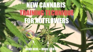 DON'T DEFOLIATE AUTOS!! NEW CANNABIS TRAINING TECHNIQUE FOR AUTOFLOWERS(SUPER-TUCKING)