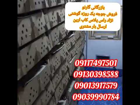 بازرگانی گارنو خرید فروش قیمت جوجه گوشتی راس کاب ارین پلاس و جوجه های وارداتی