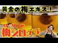【梅シロップ成功させる秘訣】ついにこの日が!今年も大量の梅シロップを作ります♪~先着100名様限定販売中~