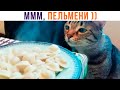 МЯСО В БЕЛЫХ ХАЛАТАХ (ЛЕЧЕБНОЕ) ))) Приколы с котами | Мемозг 1258