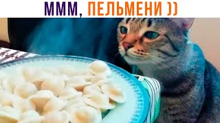 МЯСО В БЕЛЫХ ХАЛАТАХ (ЛЕЧЕБНОЕ) ))) Приколы с котами | Мемозг 1258