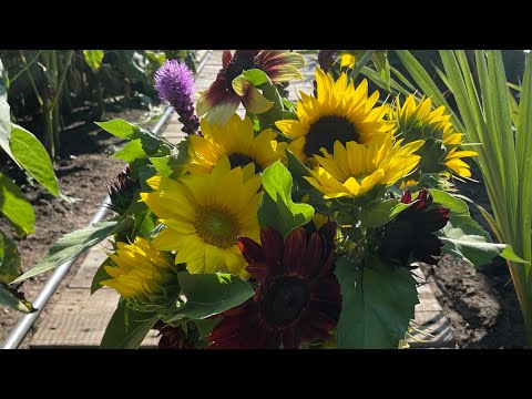Video: Foarea soarelui decorativă - cultivare