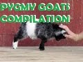 Baby Pygmy Goats Compilation/Cabritas pigmeas Compilacion