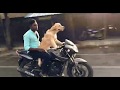 Dog Bike Video (LUKE Driving A Bike)