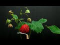 Time Lapse of Strawberry Plant