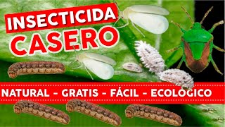 100% NATURAL FREE and EASY Homemade Insecticide For Plants  Organic Orchard and Garden