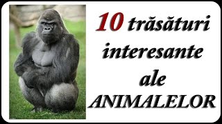 10 trăsături interesante ale ANIMALELOR