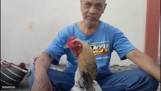 SOUNDTRACK of ABG's blue cage - (erasing my footsteps)