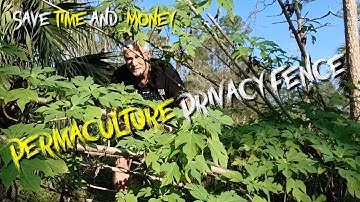 How To Create an Easy and Free Privacy Hedge: Tips For Homesteaders