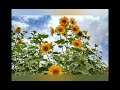 لری زندگی با مهر تو شیرین میشه ای دل قدر محبت را بفهم 2 لری زندگی با مهر تو شیرین میشه ای دل قدر محبت را بفهم 2