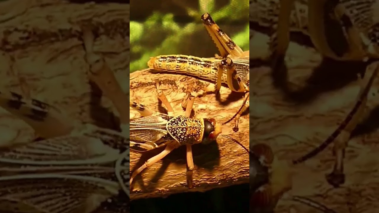 What if the OXYGEN levels DOUBLED? 