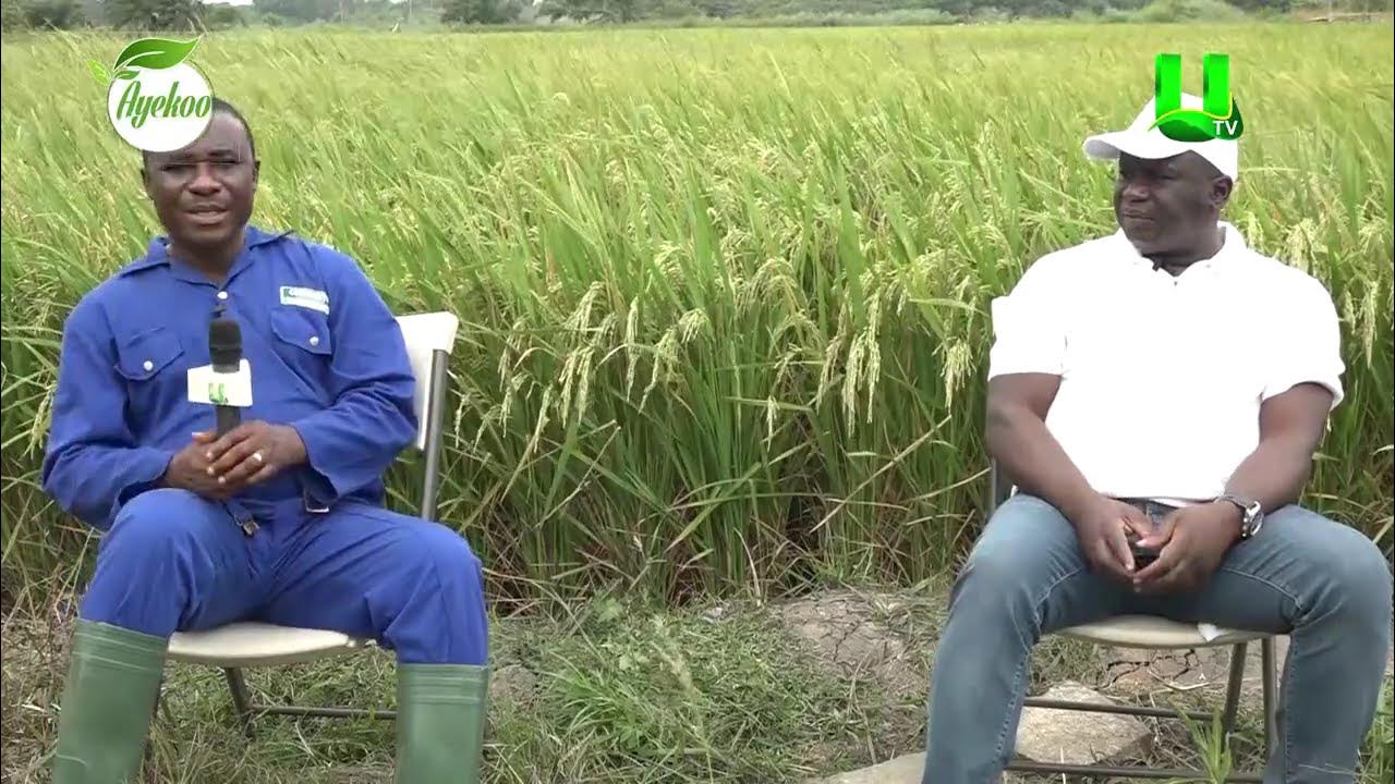 AYEKOO: AGRO TOURISM; A VISIT TO EVIVI FOODS PROCESSING HUB