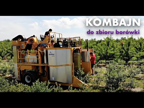 Wideo: Jak Zrobić Kombajn Do Borówek