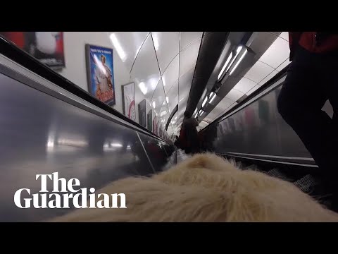 Guide dog captures blind man's hostile encounter on the tube