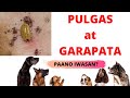 PAANO IWASAN ANG PULGAS AT GARAPATA? WATCH THIS!