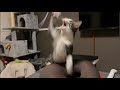 23時から！！日曜日猫まみれライブ