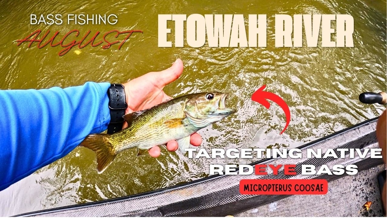 Native Red Eye Bass Fishing Etowah River