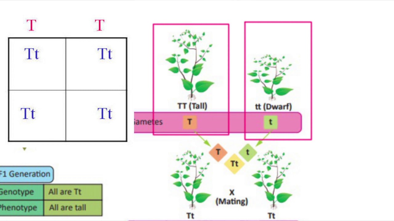 INHERITANCE OF ONE GENE (MONOHYBRID CROSS)