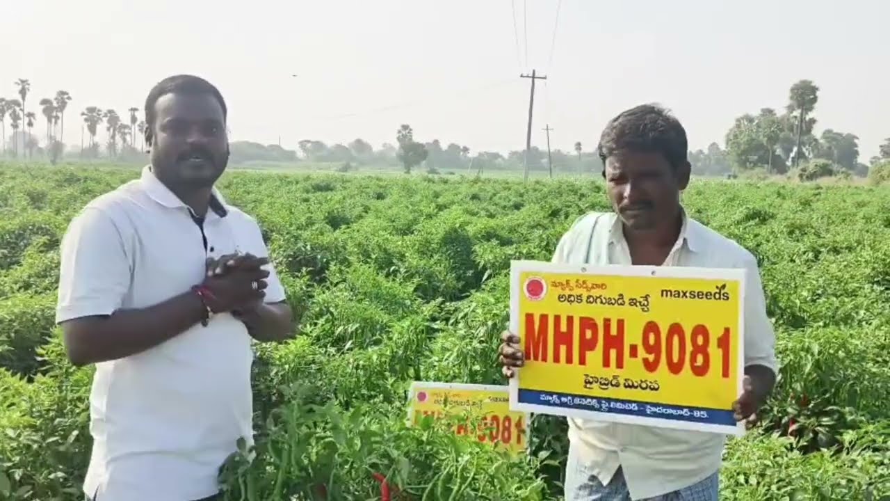 Max Seeds Company వారి MHPH-9081అధిక దిగుబడి నిచ్చే హైబ్రిడ్ మిరప తెగుళ్ళను వైరస్ బాగా తట్టుకుంటుంది