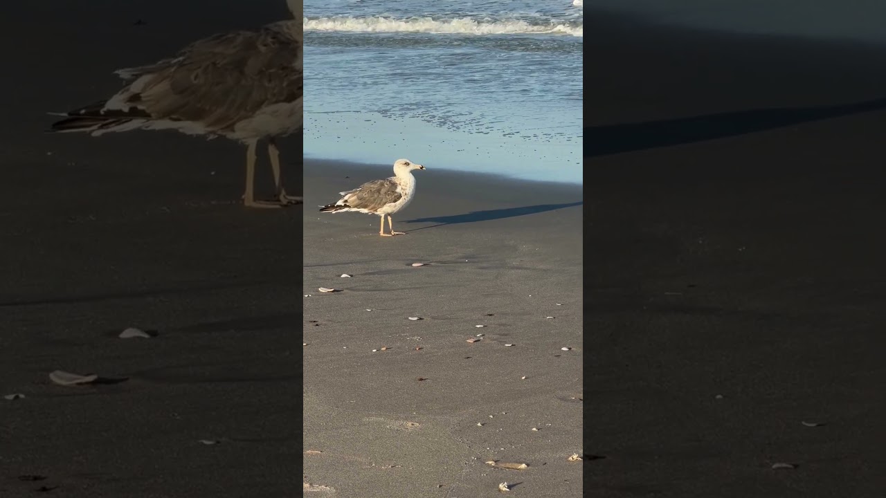 Watching an American Oystercatcher at the beach!  #nature #beach #birdwatching