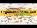 Cell Structure and Function Concepts