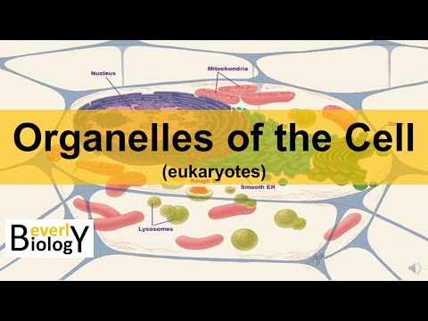 Видео: Түүхий эдээр нь авдаг учраас ямар органелл үйлдвэрт тооцогддог вэ?