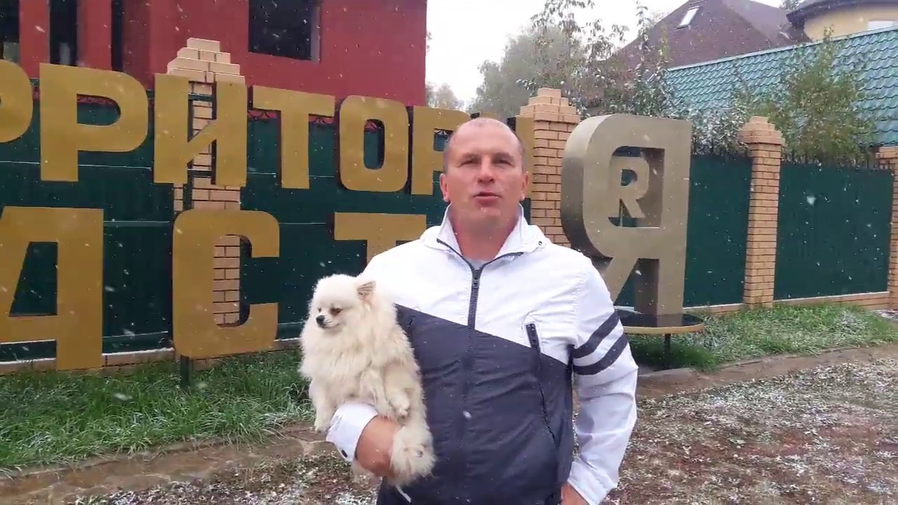 алекс кетово. волки в деревне. деревенский волк. волкособ. волк в прыжке.