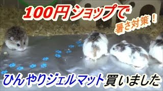 【ハムスター】100円でひんやりジェルマット買いました　I bought the gel mat which was chilly for 100 yen