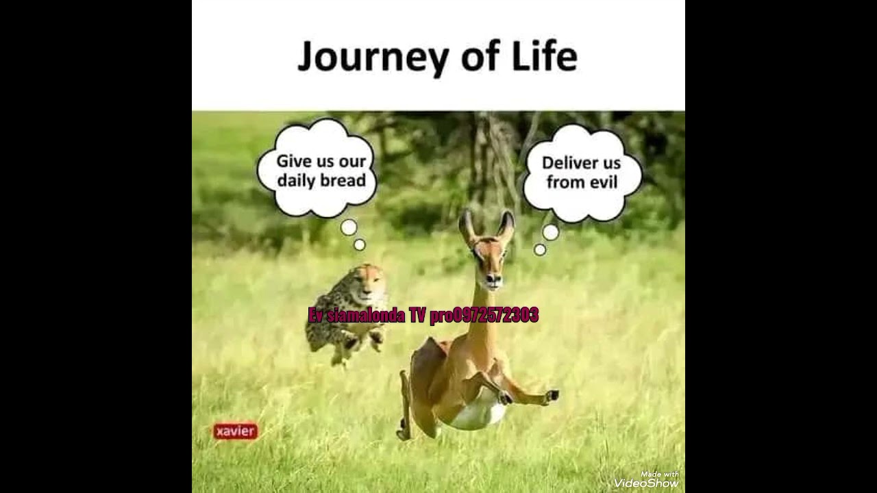 Japheth Hameenda ft James s 💚maiwe maiwe maiwe💚0973308838