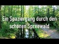 Waldspaziergang - Ein Sommerabend im Spreewald - vom Gasthof Wotschofska zum kleinen Hafen Lübbenau
