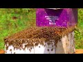 Pure Organic Honey Extraction Process |  100% Organic Raw Honey | Honey Bee Farming |