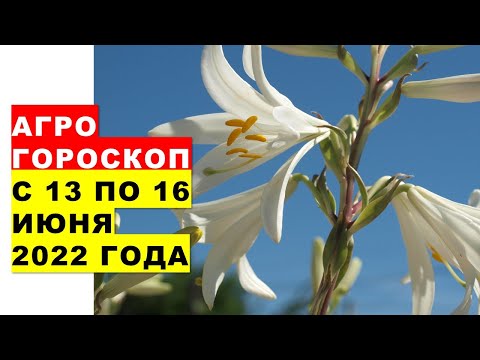 Бейне: Сәндік шөптердің таралуы - сәндік шөптердің таралуы туралы біліңіз