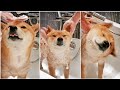 BATHING SHIRO! - STEP BY STEP DOG GROOMING