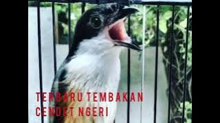 Tembakan cendet terbaru 2024 ngeri ngeri sedap