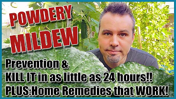 Prevent & Treat Powdery Mildew and 4 Home Remedies that Work!!