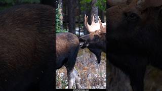 Vocal Cow and Bull During Moose Rut Courting