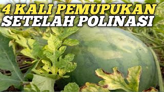 4 kali pemupukan semangka setelah POLINASI