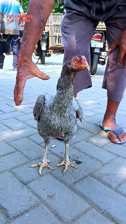 Classic Bangkok baboon Klawu is still productive, ready to lay eggs #chicken #animals #funny #fyp